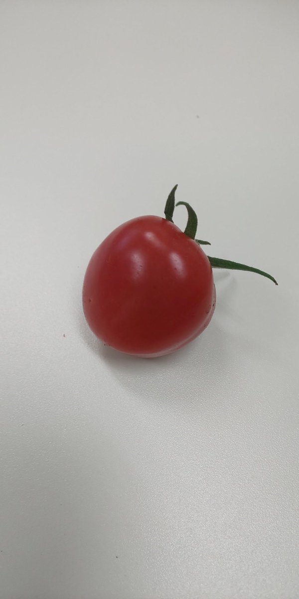 小田原北条トマト「プチぷよほっぺ」いただきました。
食感がサクランボで強甘みミニトマト。美味い！
#小田原市　#プチぷよ　#ミニトマト