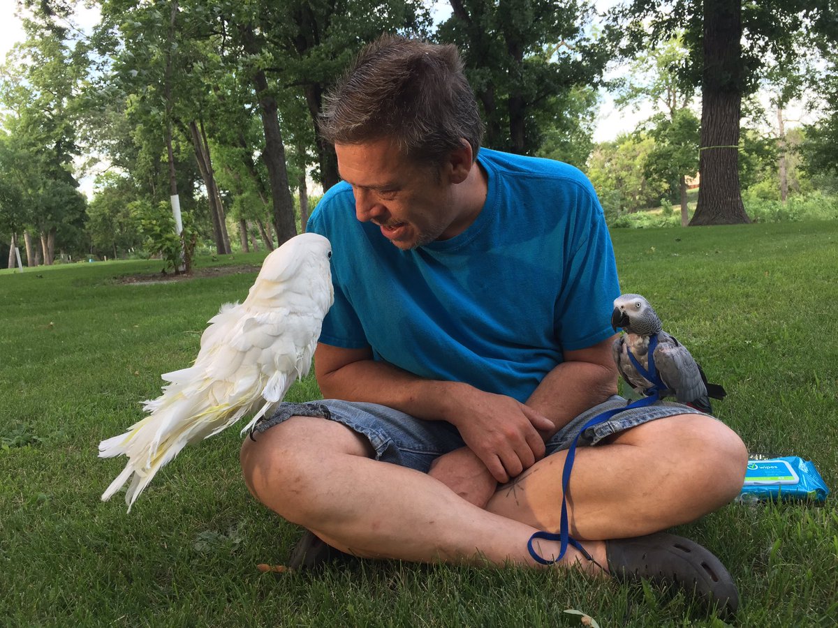 featheredfam's tweet photo. A day at the park #cockatoo #africangrey #parrot #parrots #park #bird #birds https://t.co/IoJKM7v0cA