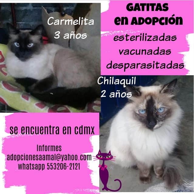 <a href="/lagateria/">La Gatería</a> Estás dos muñecas están esperando conocer a una linda persona que les de la oportunidad de tener una familia... A la mejor eres tú...   #adopciones #adoptanocompres #adoptaungatito #proyectogattocdmx #porunasegundaoportunidad  #lovelycats #cats  #gato #gatoslindos #rt