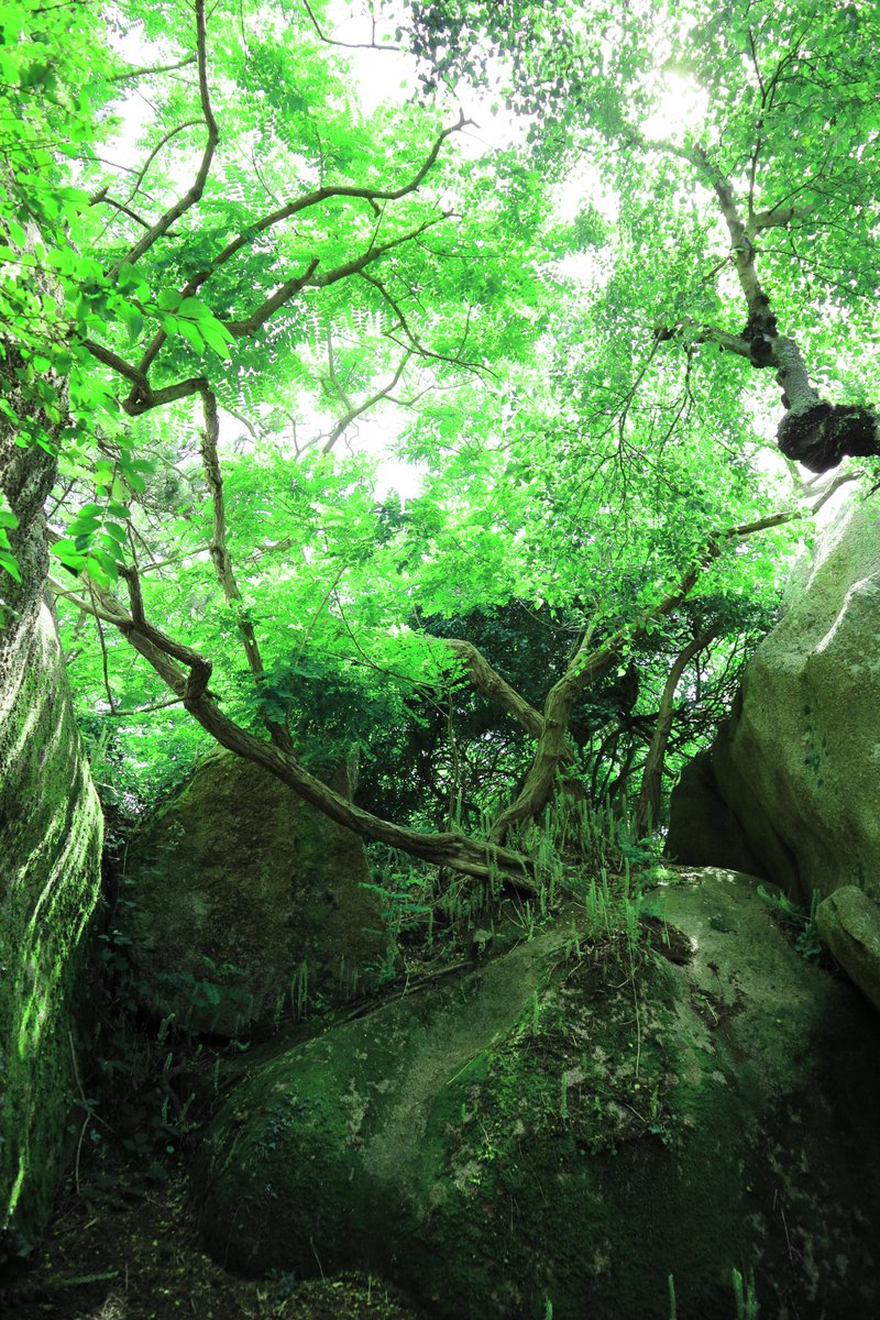 DezayD_'s tweet image. 雄大な 🌳🌿 Majestic