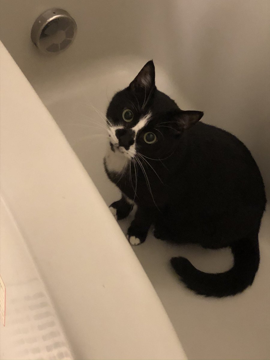 猫風呂