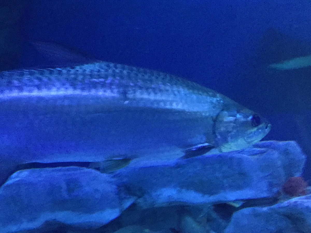 自称悪役令嬢いえカニ Vtuber そして魚達です 大きい魚 中ぐらいの魚などが沢山いて面白いです