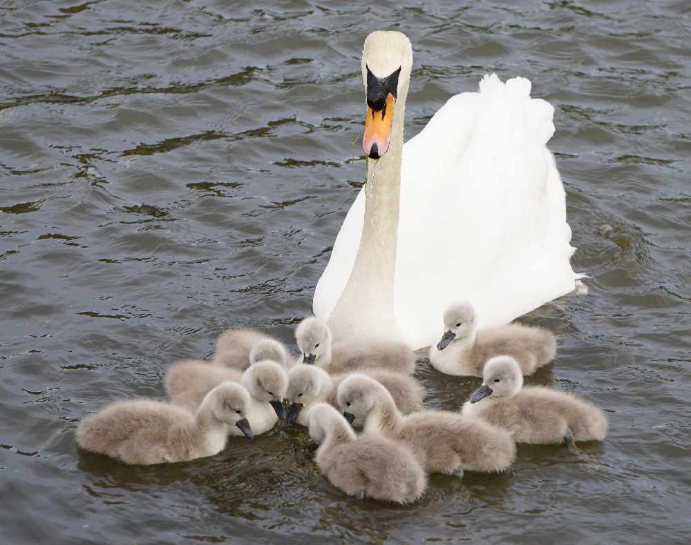 熊田プウ助 白鳥のひなも黒鳥のひなもかわいい 拾い T Co Yhrq7ei5k9 Twitter