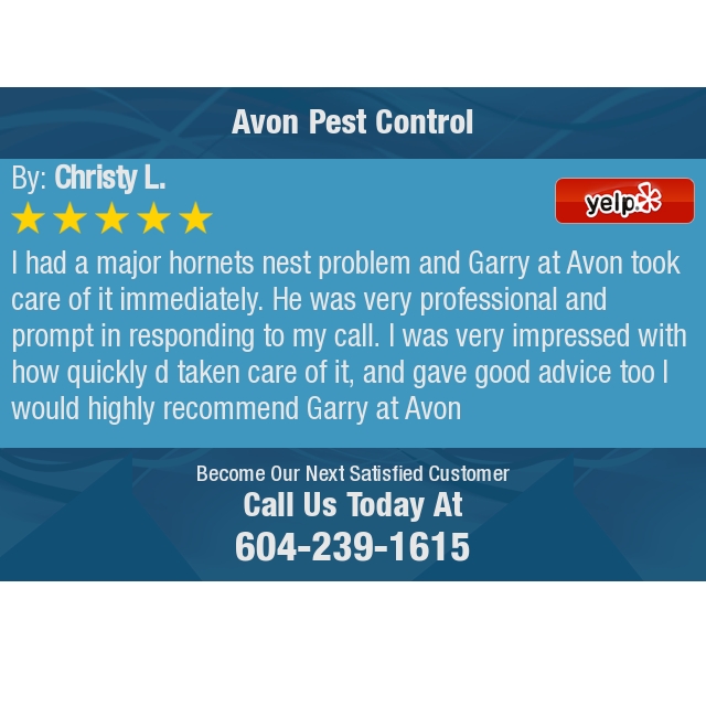 avonpestcontrol's tweet photo. 5 Star: Christy L. "I had a major hornets nest problem and Garry at Avon took care of it immediately. He was..." https://t.co/vAFtgkUQ9W https://t.co/7T64oXalgt
