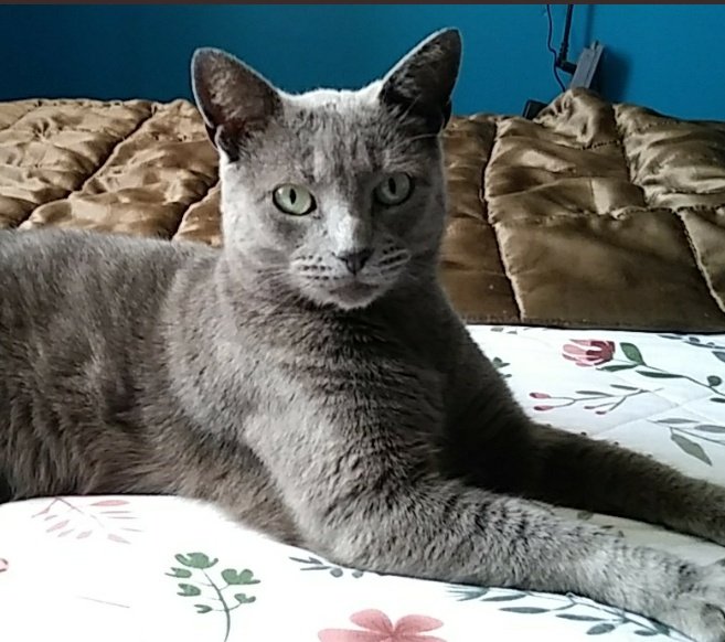 tendermins's tweet photo. ¡¡¡¡ No sabía si hacer esto, pero de verdad necesito ayuda 🙏🏼 !!!!

Mi gata "Gorda" fue agredida por una vecina y terminó con su cadera fracturada, necesita operación si o si y no sé cómo pagarla. De verdad me serviría mucho cualquier donación que puedan hacerme en este momento. https://t.co/RJxpIestKx