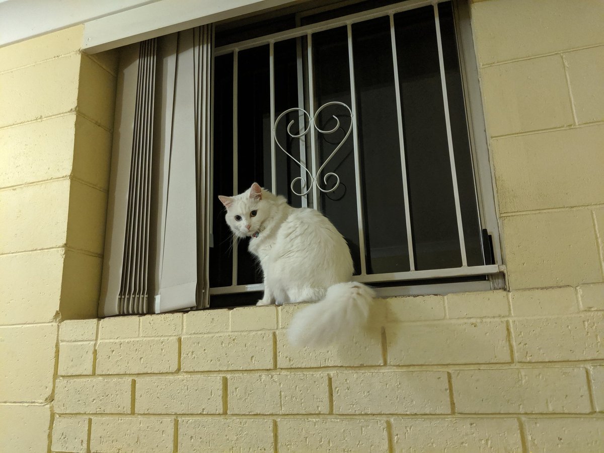 Recruithor's tweet photo. Roxy, our beloved daughter, just sits there on the windowsill waiting for her Mum and Dad to return from India who are currently stranded there since March 2020.
Please get us back home โค๏ธ @barryofarrell
#IStillCallAustraliaHome #BringUsHome #removethecap #strandedinIndia https://t.co/8hi6o1wR6s