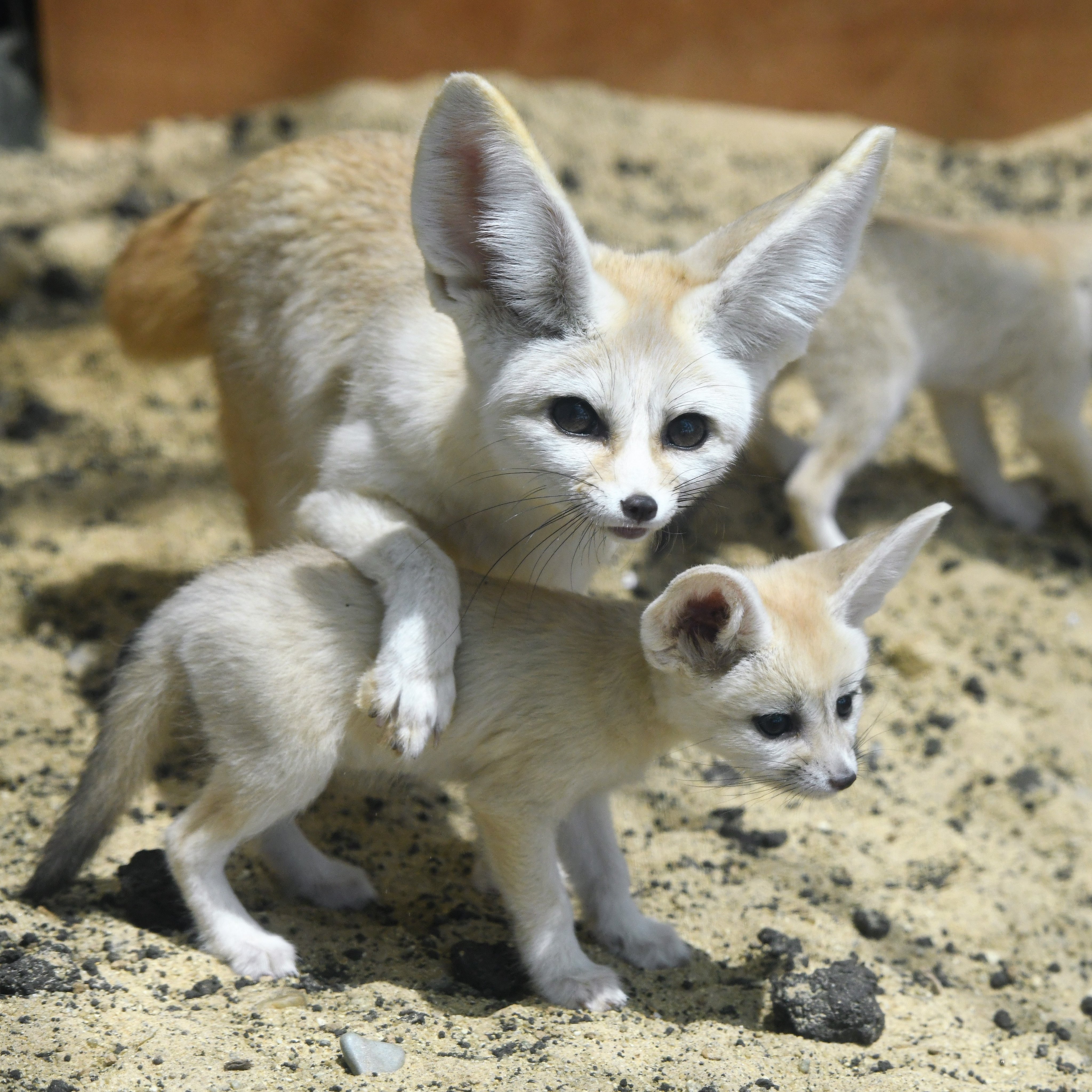 空白寺 アクアマリンふくしまの赤ちゃんフェネック動画が流れてきてあまりのかわいさに職場で変な声が出る 超見に行きたいけど都民だからガマン 精神を安定させるために18年の思い出を見返す T Co Olhb9ojstn Twitter