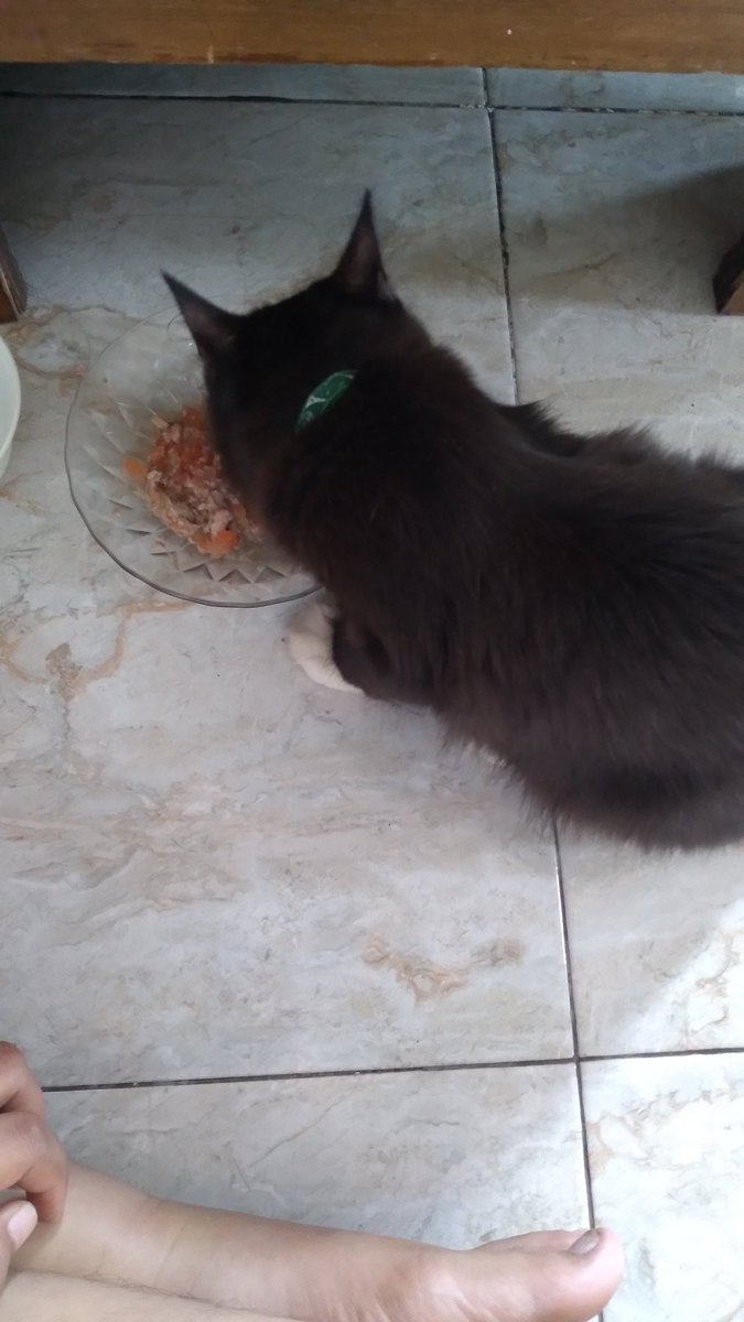 Abis sakit, Cimot makannya jadi rakus banget. Cimot gendut lagi deh hahahahaha
