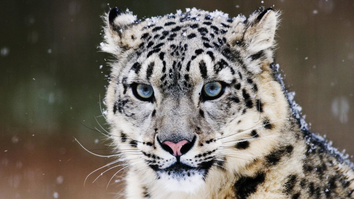 Julia ( @sope_bar) as a snow leopard - idk very like subtle but fierce - has a grace to them