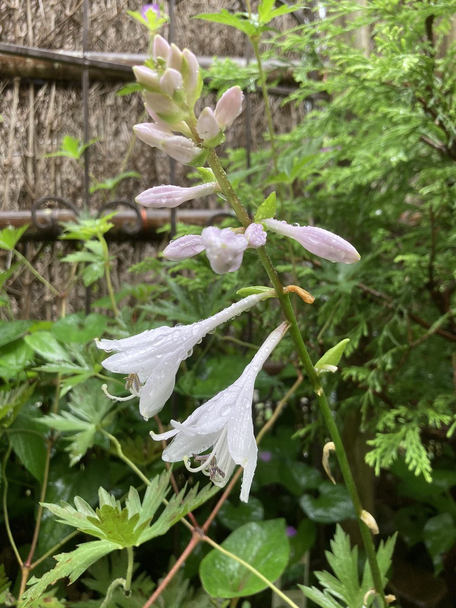 猫のひたい の庭語り ギボウシの花 が咲いたよ 寒河江 ハルシオン が終わって いまはレッドステッパーが咲いてるよ 猫のひたい の古株 斑入りコバノギボウシ あれ 乙女ギボウシだったかな も多くの花茎を携えて 開花の時を待っている