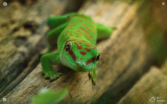 Ren ( @LUNARZHAN) as a cool lizard- sorry I tried to find a lizard that suited you- sorry if you don’t like lizards- does their own thing, spunky- you enjoy watching them, seeing what they say/do bcs you can’t predict- am I the only one who enjoy watching lizards? ilikethem