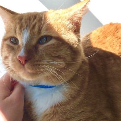 lefleurrs's tweet photo. look how precious u were bby. miss u so much. u didn’t deserve this horrible man to be ur owner. #flyhighcheeto #ripcheeto https://t.co/3x4ahqbDTR