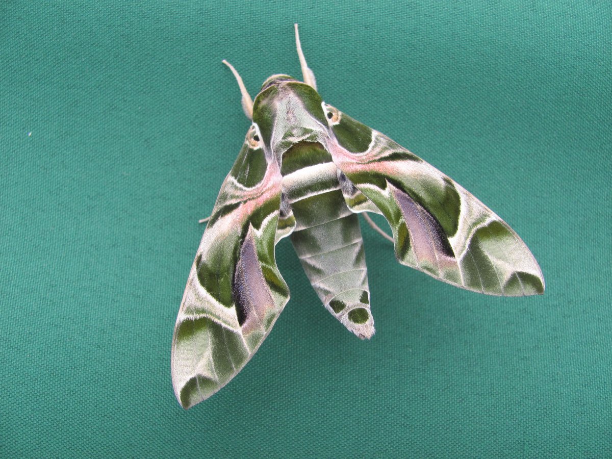 Types Of Indian Silk Moths