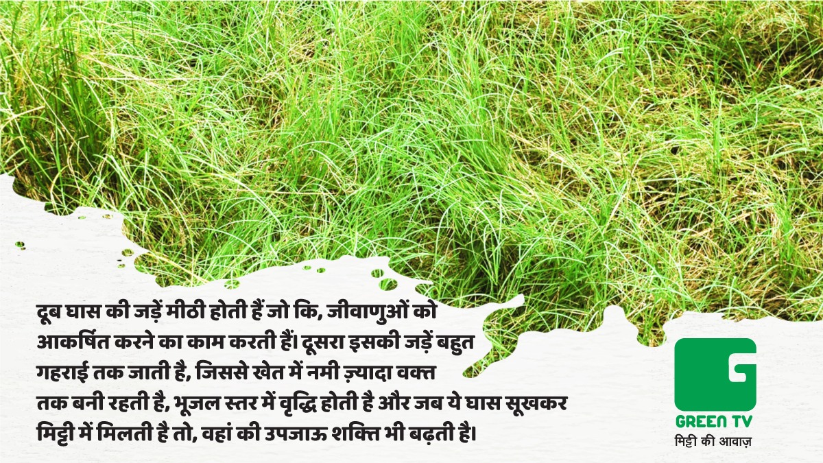 GreenTV_India's tweet photo. Do Follow @GreenTV_India to get regular updates from #AgricultureKnowledgeBank
Some other Facts
https://t.co/j487WUKGaK
#दूबघास #GreenGyan #Grass #Cynodondactylon #Soil #SoilHealth #medicinalherbs
#Dhoob #dūrvāgrass #GreenTV
#agricultureistherealculture
#AgricultureIsTheFuture https://t.co/goqPzcrFKZ
