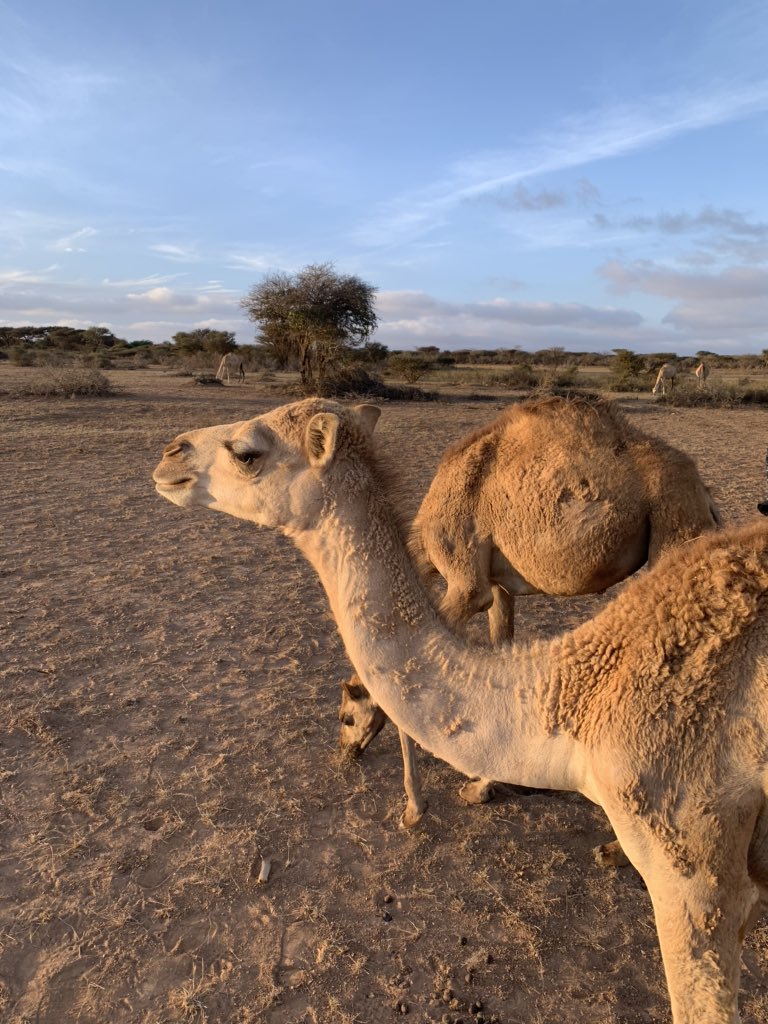 British House Hargeisa tweet media