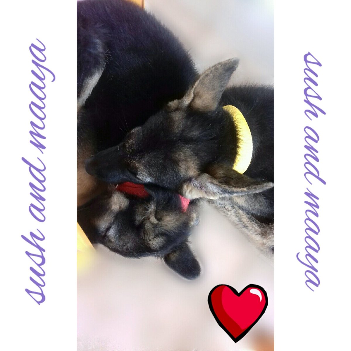 Lasyasunilg's tweet photo. They make my life complete!
#mylittlebabies #sushandmaaya
#lifeisbetterwithpets💙💫 https://t.co/QyjwIX3dYD