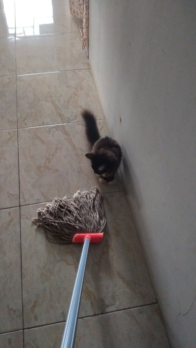 Apa cuma Cimot yang seneng banget ngikutin kain pel umma kalau umma lagi ngepel? Apalagi kalau karbolnya wangi sereeeh hmmm Cimot sukaaaa banget...😻😻