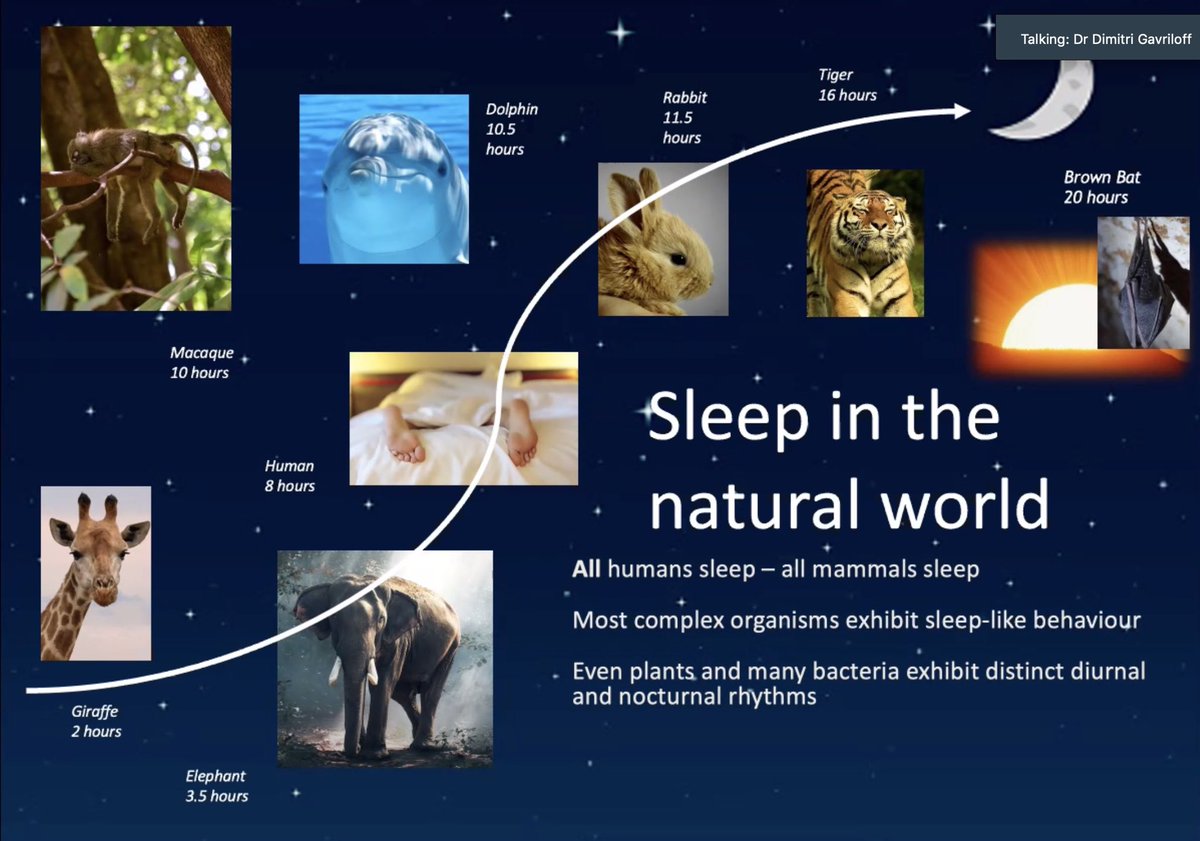 MedicsSleep's tweet photo. @DrDGavriloff explaining why we need to sleep!
All mammals sleep, but we all have different needs...
#MedTwitter #sleep #medicssleep https://t.co/jA6J6zFoUZ