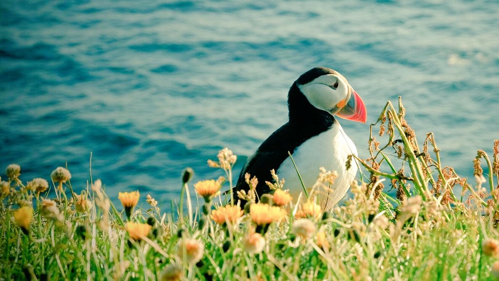 Fabulous #birdwatching in #Látrabjarg #Iceland. Seriously, some people tried to feed them with bread crumbs. Guess what? They were not interested at all... 😹 #🐟only