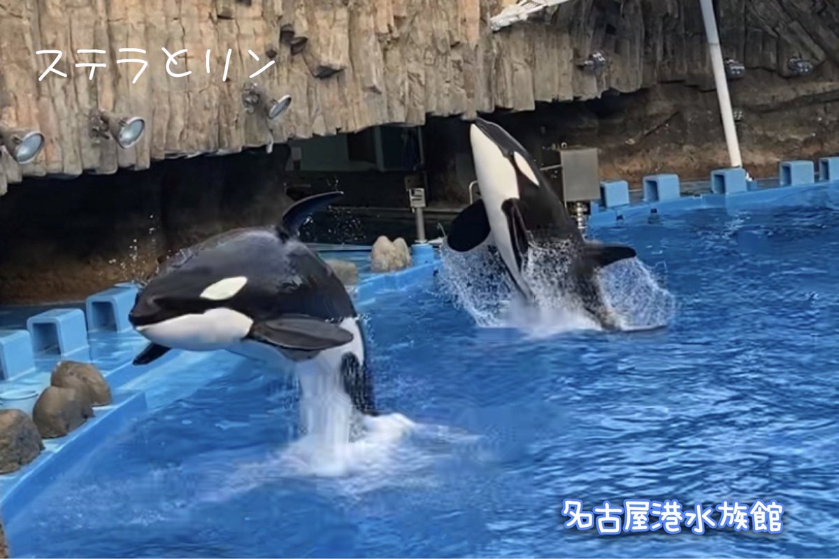 スケールの大きさに圧巻 愛知 名古屋港水族館 を100 楽しむポイント5つ Suizok全国水族館ネット