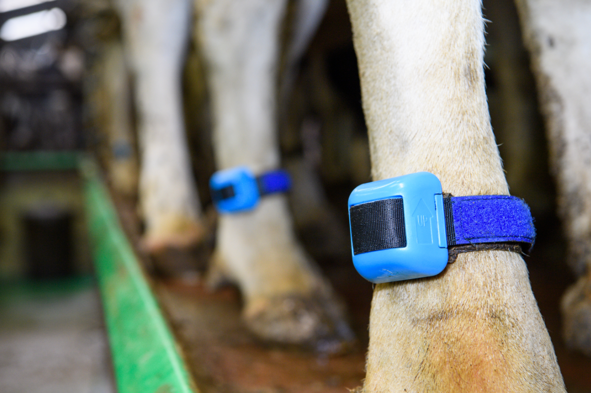Ice_Robotics's tweet photo. CowAlert is revolutionary leg sensor technology. Simplicity and accessibility are key. This makes the sensor easy, quick and safe to install, with less stress to the animal. There is no need to recharge batteries or change collars. https://t.co/qJKrUzYmR8
#StayConnected #CowAlert https://t.co/WAAQ9ez7UA