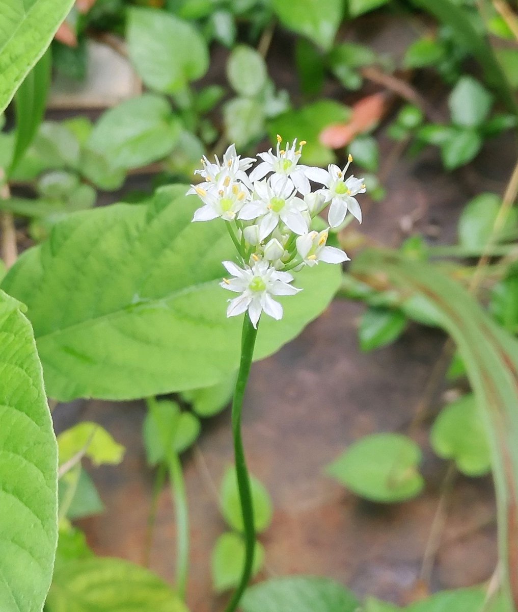 こころんグリーン 近くの空き地に ニラの花が咲いていました ピュッと茎が伸びてその先に 白い小さな花が幾つも開いています この1本だけポツンと咲いています ニラ 茎 白い花 小さな花 夏 夏の花 山野草 野草 園芸 ガーデニング 熊本市