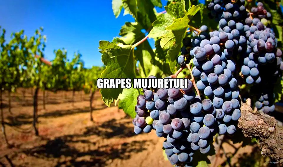 GeorgiaWineland's tweet photo. 🇬🇪☀Khvanchkara-Comrade Stalin's favorite wine
🍷Brothers Askaneli ''Khvanchkara''is one of the most famous Georgian wines.
Wine:Red-semi-sweet
Region:Racha-Georgia
Grapes: Alexandrouli-Mujuretuli
Manufacturer:Brothers Askaneli
Fortress: 1️⃣2️⃣,5️⃣
Volume:0️⃣,7️⃣5️⃣ L
Price from 4️⃣0️⃣$ https://t.co/VkThRmYpN5