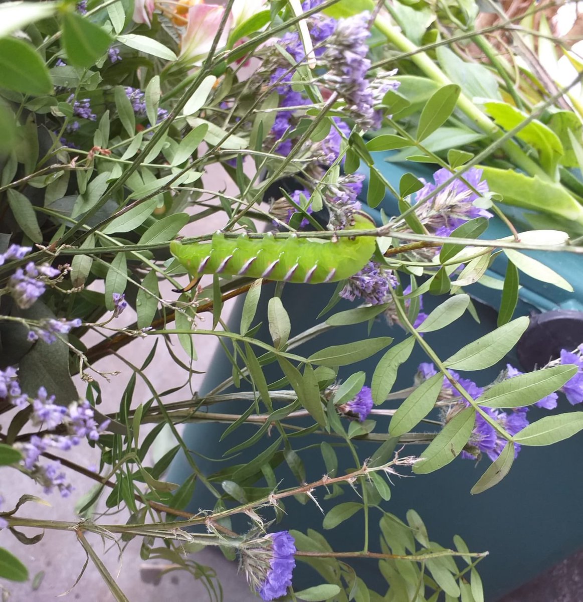 TheWritersGymRK's tweet photo. “I heard something in the flowers you sent.” #quoteoftheday kicks off #greeninkwritersgym’s final week of #free #writingprompt emails. Tag us in your response to win #sentenceoftheweek #writethroughlockdown #imageoftheday #writingpromptoftheday #freewritingexercise #caterpillar https://t.co/B8IpgaBxfD