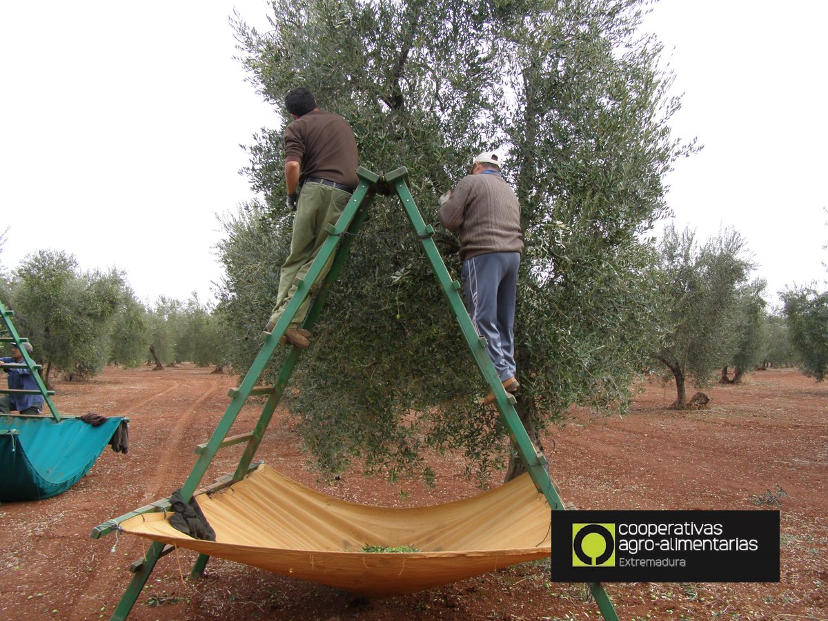 CooperativasExt's tweet photo. 🫒 @CooperativasExt analiza en @EPExtremadura la consecuencias de los nuevos aranceles que #EEUU puede imponer, de hasta el 100%, a #AceiteDeOliva #AOVE y #AceitunaDeMesa #STOPArancelesTrump #STOPTrumpTariffs @mapagob @_antoniocid 👉 https://t.co/wa8ZNEUHg9 https://t.co/wMwXpOr8gt