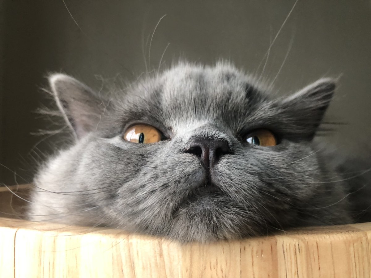 Saranoncattery's tweet photo. ขอลดราคาเหลือ 1 ใน 3 แล้วบอกว่าไม่ต้องทำให้เยอะ แต่ของานดีดี( - " - )        งื้ออออ #อิหยังวะ #ขอแบบนี้ให้พี่ทำอย่างไร https://t.co/pAaJmQImiR