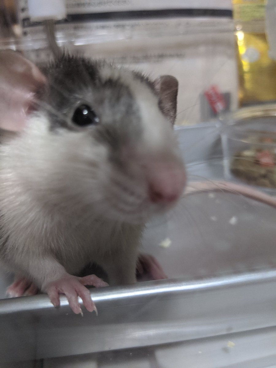 UVER_sumika's tweet photo. 見てください、うちのラットちゃん🐭
ほんとに可愛くて仕方がない！！ https://t.co/HWJiZ6nvlM