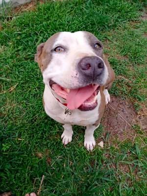 ms_dingo's tweet image. and Raven from NQAR has also found a forever home.
thanks to @SavourLife ongoing support 👍