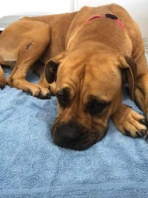 ms_dingo's tweet image. Bella from Best Friends Rescue has been adopted! off to her forever home finally.
thanks to @SavourLife for all your support 👍