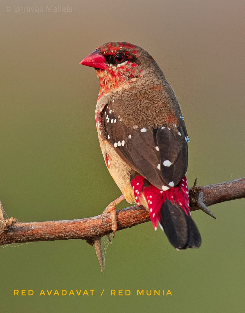 pargaien's tweet photo. Ameenpur Lake 28 Km off Hyderabad: Telangana's famous bird-watching site. First Indian water body recognised as  Biodiversity Heritage Site offers magnificent birding opportunity. Best time: Winter
@hydbirdingpals Pic:@mohitjosh_i @ShivaJmc12 #NageshwarRao #Shivkumar
@HiHyderabad https://t.co/qP8l9IGvoo