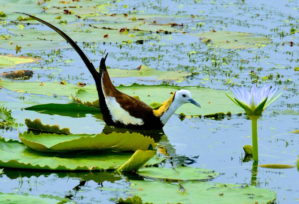 pargaien's tweet photo. Ameenpur Lake 28 Km off Hyderabad: Telangana's famous bird-watching site. First Indian water body recognised as  Biodiversity Heritage Site offers magnificent birding opportunity. Best time: Winter
@hydbirdingpals Pic:@mohitjosh_i @ShivaJmc12 #NageshwarRao #Shivkumar
@HiHyderabad https://t.co/qP8l9IGvoo