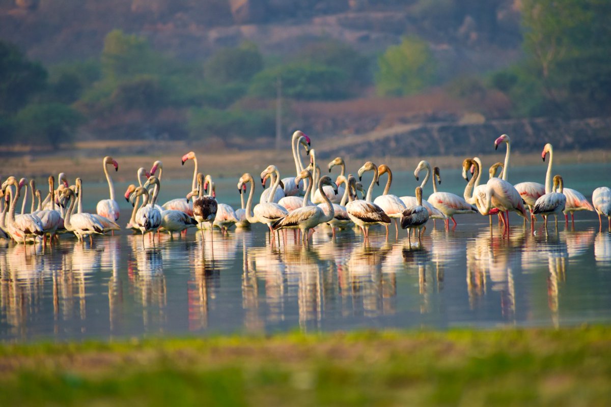 pargaien's tweet photo. Ameenpur Lake 28 Km off Hyderabad: Telangana's famous bird-watching site. First Indian water body recognised as  Biodiversity Heritage Site offers magnificent birding opportunity. Best time: Winter
@hydbirdingpals Pic:@mohitjosh_i @ShivaJmc12 #NageshwarRao #Shivkumar
@HiHyderabad https://t.co/qP8l9IGvoo