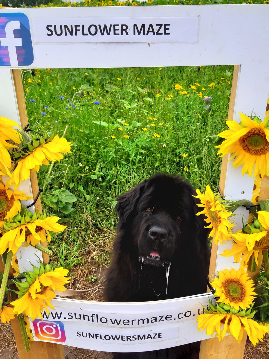 Koko has had lovely morning counting lady birds &amp; learning about bees <a href="/sunflowersmaze/">Sunflowersmaze</a> <a href="/agricontract/">Olly harrison 🥛🍔🌱AccidentalYoutuber</a> , the thought of all that honey was just too much for a bear 🤣🐕🌻🐝🤣 #drooling #therapydog #honey #bees #sunflowers #sunflowersmaze #happyplace #mentalhealth #Wellbeing