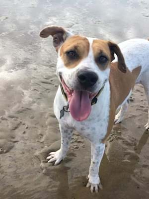 ms_dingo's tweet image. finally we have Honey also from NQAR off to her new family. now adopted thanks to help from @SavourLife 👏👏👏