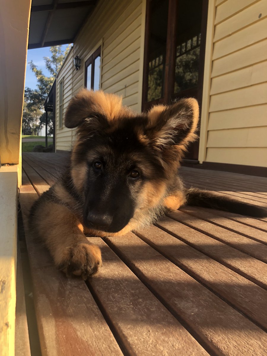GsdRhana's tweet photo. @PAVGOD @deer668745381 #floof #rhana #15weeks #gsdpuppy https://t.co/4aTZfamU2Q