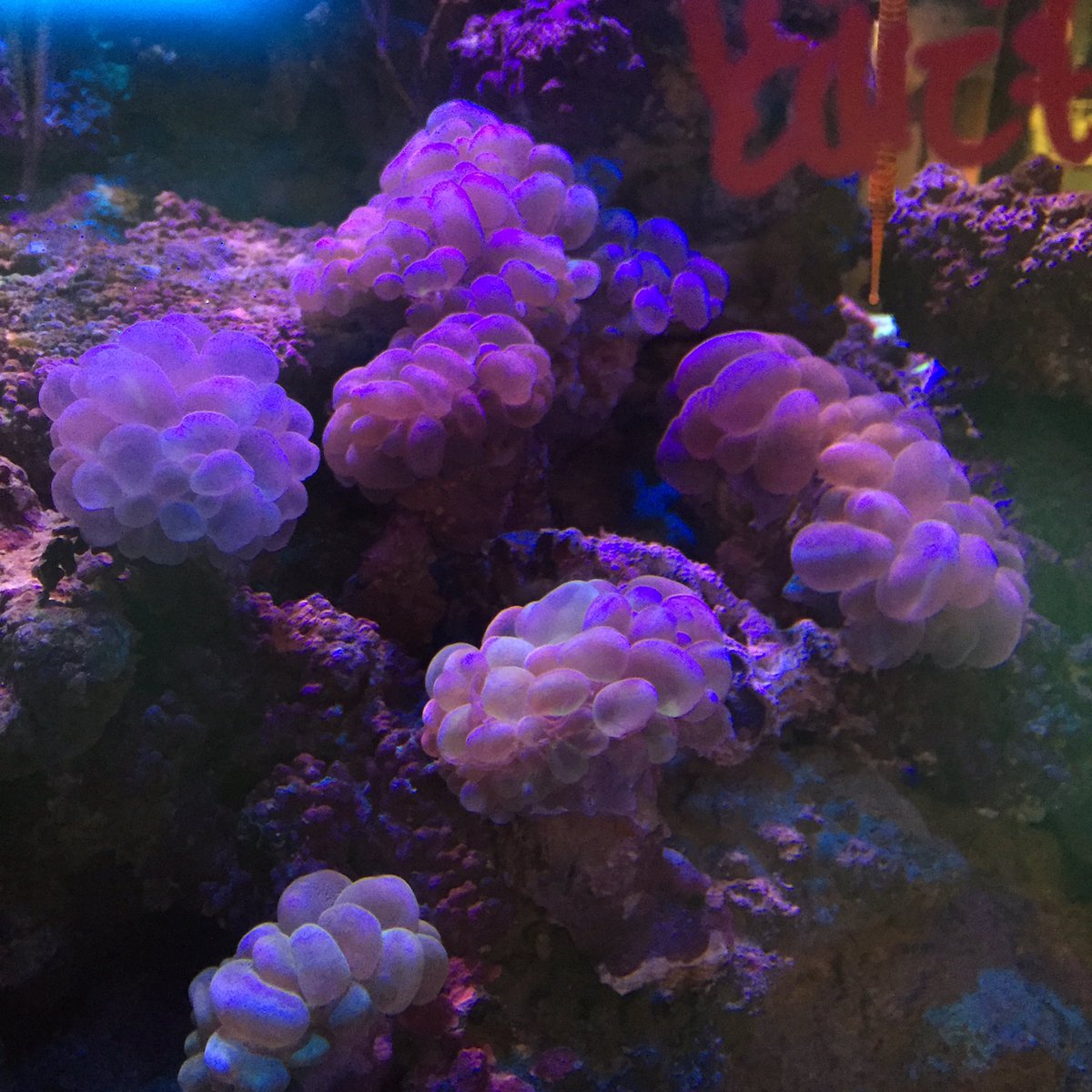 パウパウアクアガーデン 銀座店 イチオシ なサンゴのご紹介です バブルコーラル ぷくぷく可愛い ハナサンゴ フラワーコーラル 人気のハナサンゴ 大特価にて販売中です ハナガタ レッド 今回のハナガタは発色が綺麗です オオ