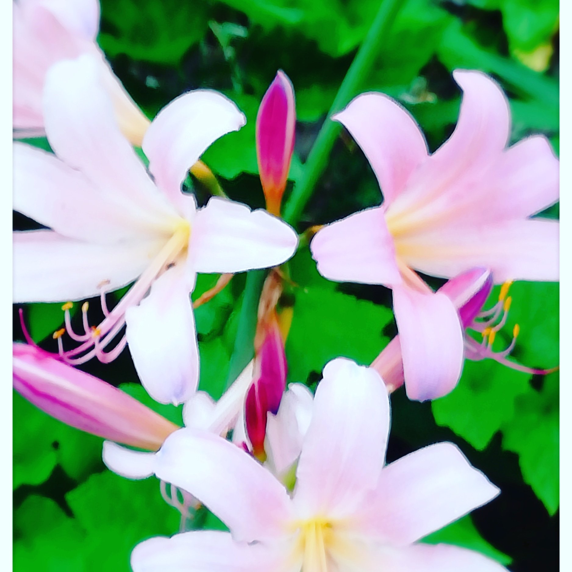 Mai 私の好き 夏水仙 花言葉 深い思いやり いつでも どんな時でも 思いやりある人で在りたい 夏水仙 私の好き おはなずき おもいやり いつでも どんなときも T Co Y48qs7enjs Twitter