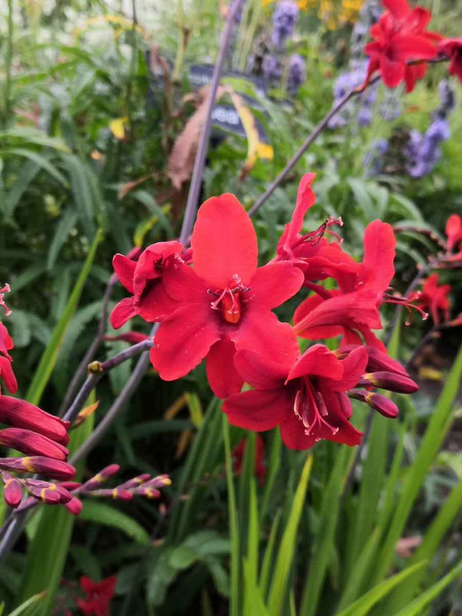 Crocosmia Hellfire looking great in the #LibraryGarden The best red in humble opinion.