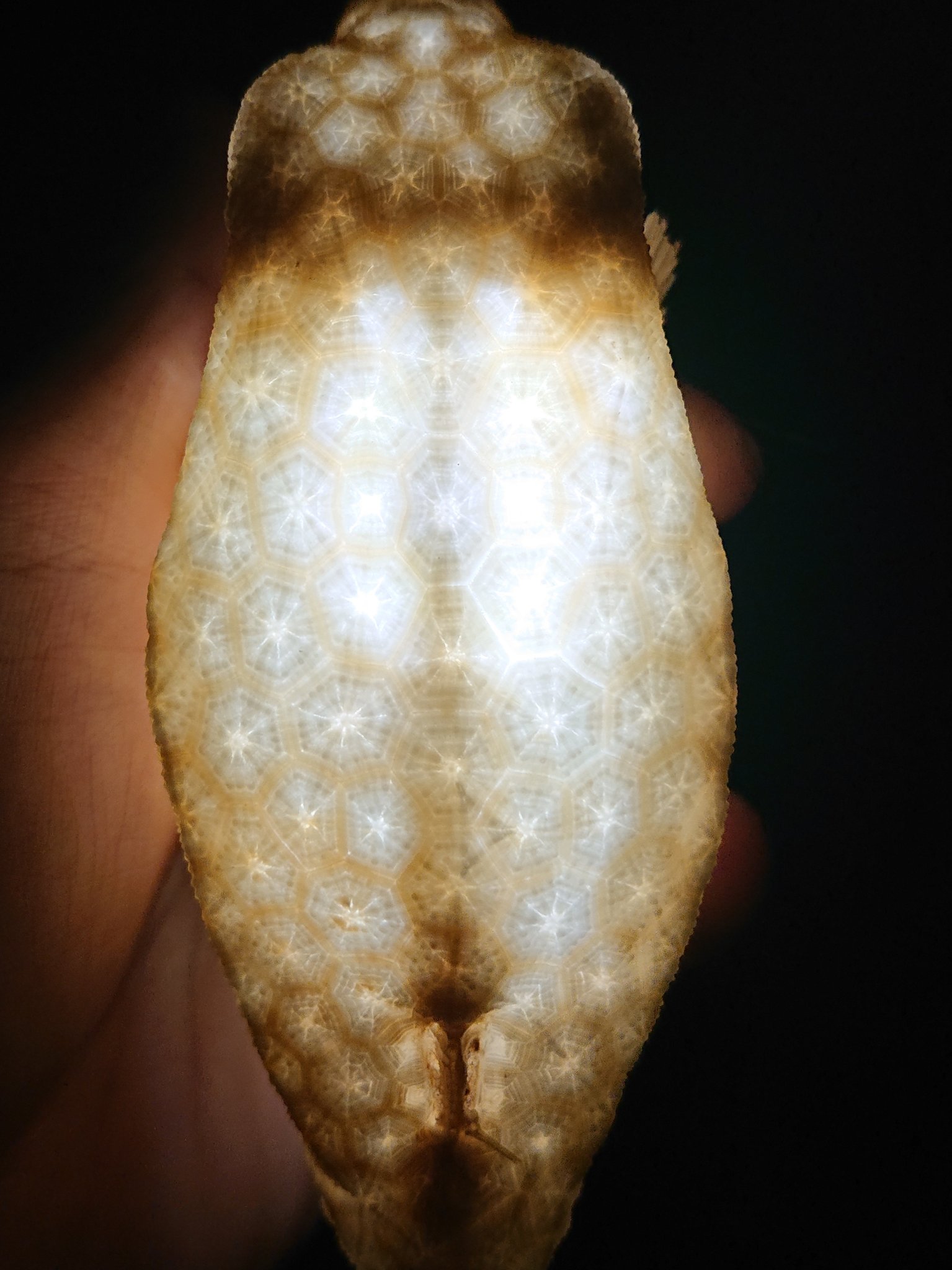 蟹蟲修造 生物部 宮口 沢山の方からコメント頂いたフグ提灯 ハコフグランプ です ペンライトですが 本当に綺麗に光りますね 蟹蟲修造 生物部 宮口 沢山の方からコメント頂いたフグ提灯 ハコフグランプ です ペンライトですが 本当に綺麗に光りますね
