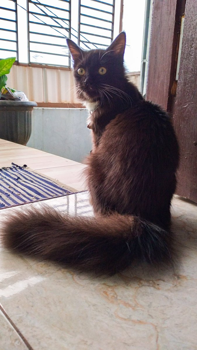 Semakin besar warna hitam Cimot kenapa jadi kecokelatan ya? Hmmm apa karena Cimot seneng main panas-panasan🤔