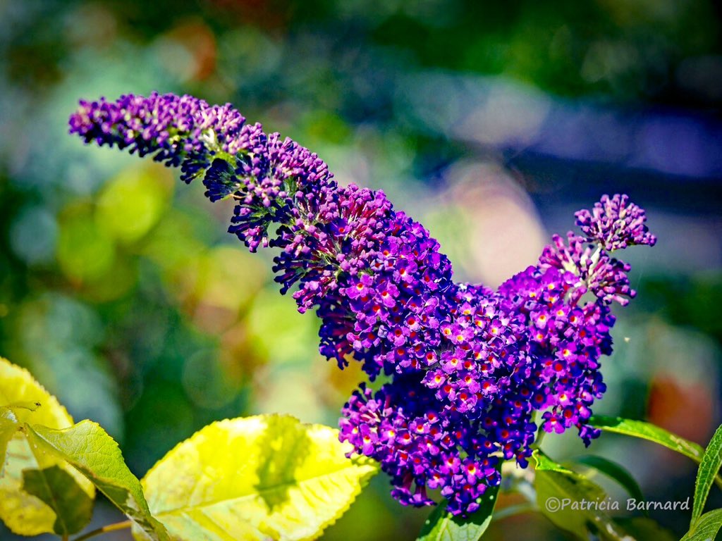 rockandroses_'s tweet photo. We call it l'arbre aux papillons in French...#buddlea #flowerphotography #garden https://t.co/KwV40FNhGx