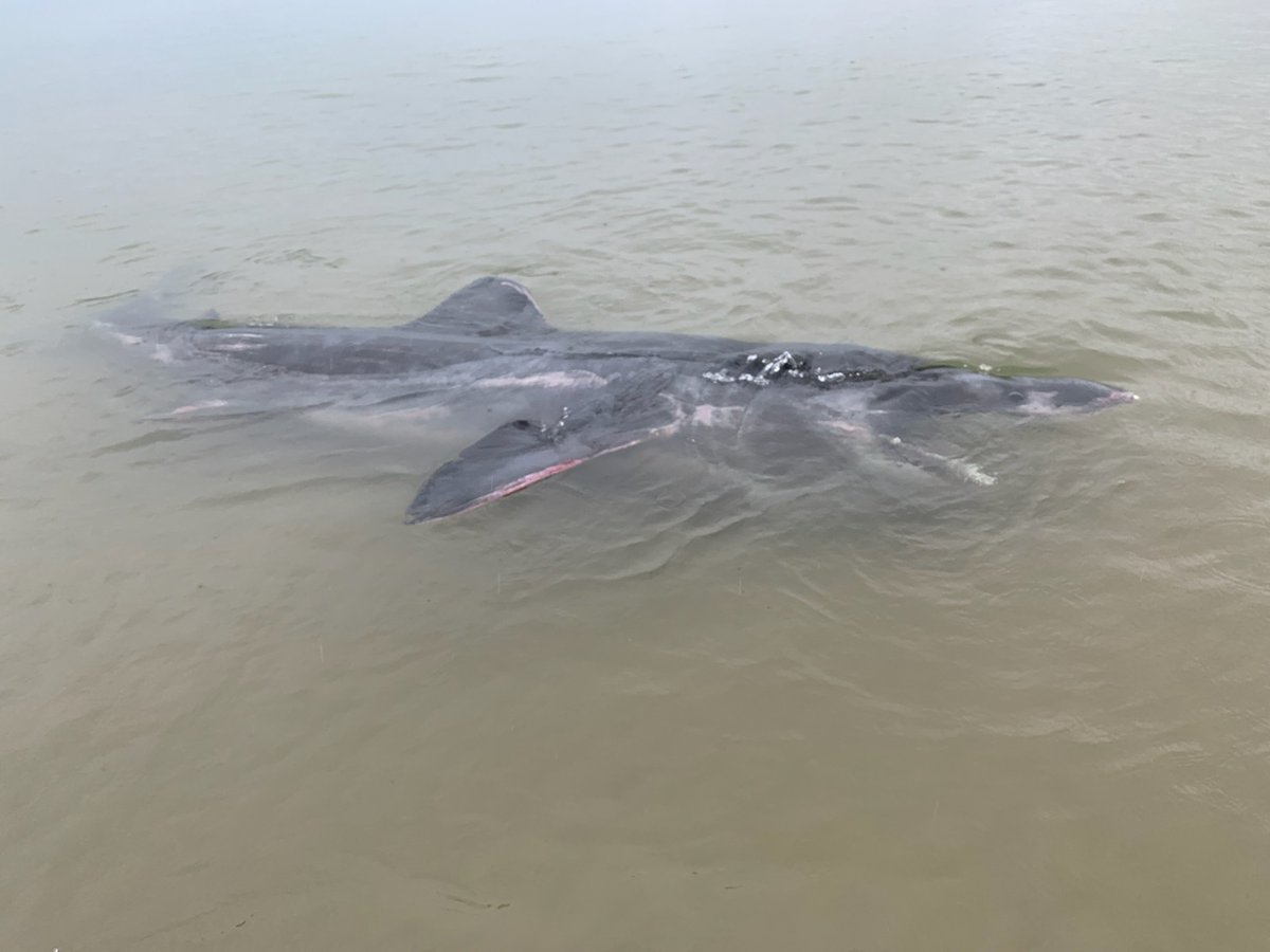 Heading to the NE coast with  @Perkins16Matt today to help examine something a little bit out of the ordinary- basking shark which live stranded at Filey, North Yorkshire on Thursday evening. More to follow...  #CSIoftheSea