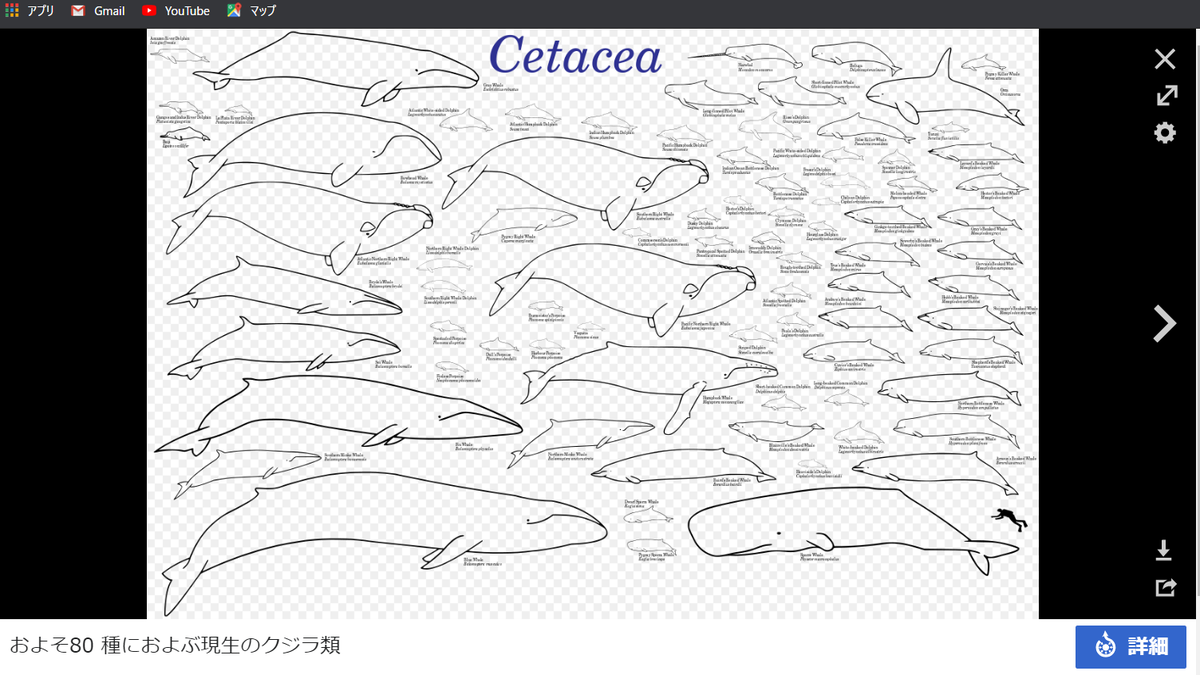 クジラのウィキのこの画像かわいい 