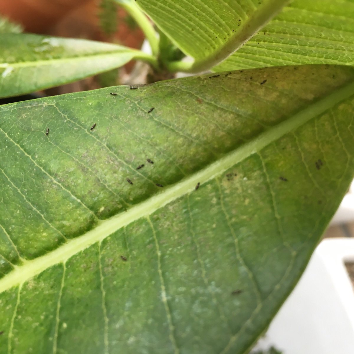 Tikirou プルメリアの葉に黒い虫が大量発生するんす 毎日毎日駆除してるのに次の日にはまた湧いてるっす 検索センスが無さすぎて名前がわからないのでご存知の方いましたら教えてくらさい 大きさは2 3mmくらいです 害虫 教えてください 観葉植物