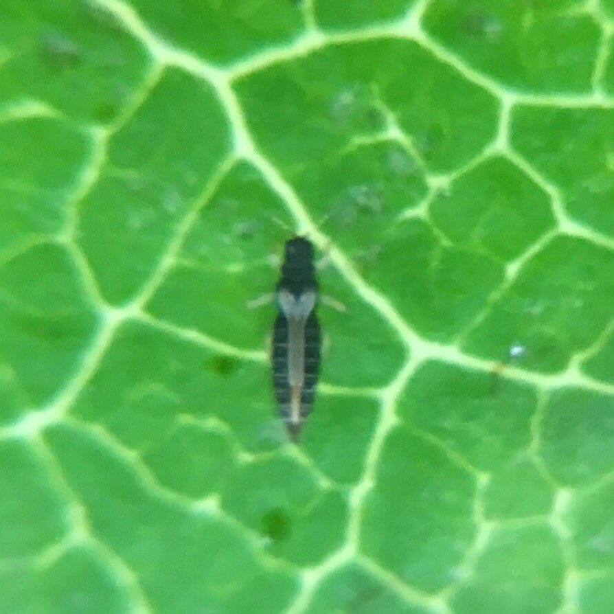 Tikirou プルメリアの葉に黒い虫が大量発生するんす 毎日毎日駆除してるのに次の日にはまた湧いてるっす 検索センスが無さすぎて名前がわからないのでご存知の方いましたら教えてくらさい 大きさは2 3mmくらいです 害虫 教えてください 観葉植物