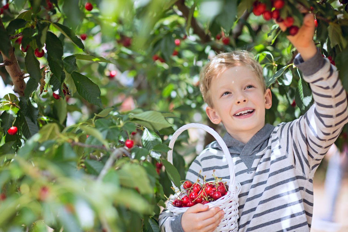 Laatste weekend (25 en 26 juli) zelf kersen plukken gaat in. Heb je dit nog niet gedaan of wil je nóg een keer zelf de boomgaard in? Dat is dit je laatste kans. A15, afslag 31 Wadenoijen. Gratis entree. betuwekers.nl #kersen #kersenplukken #Tiel #TielFruitstad